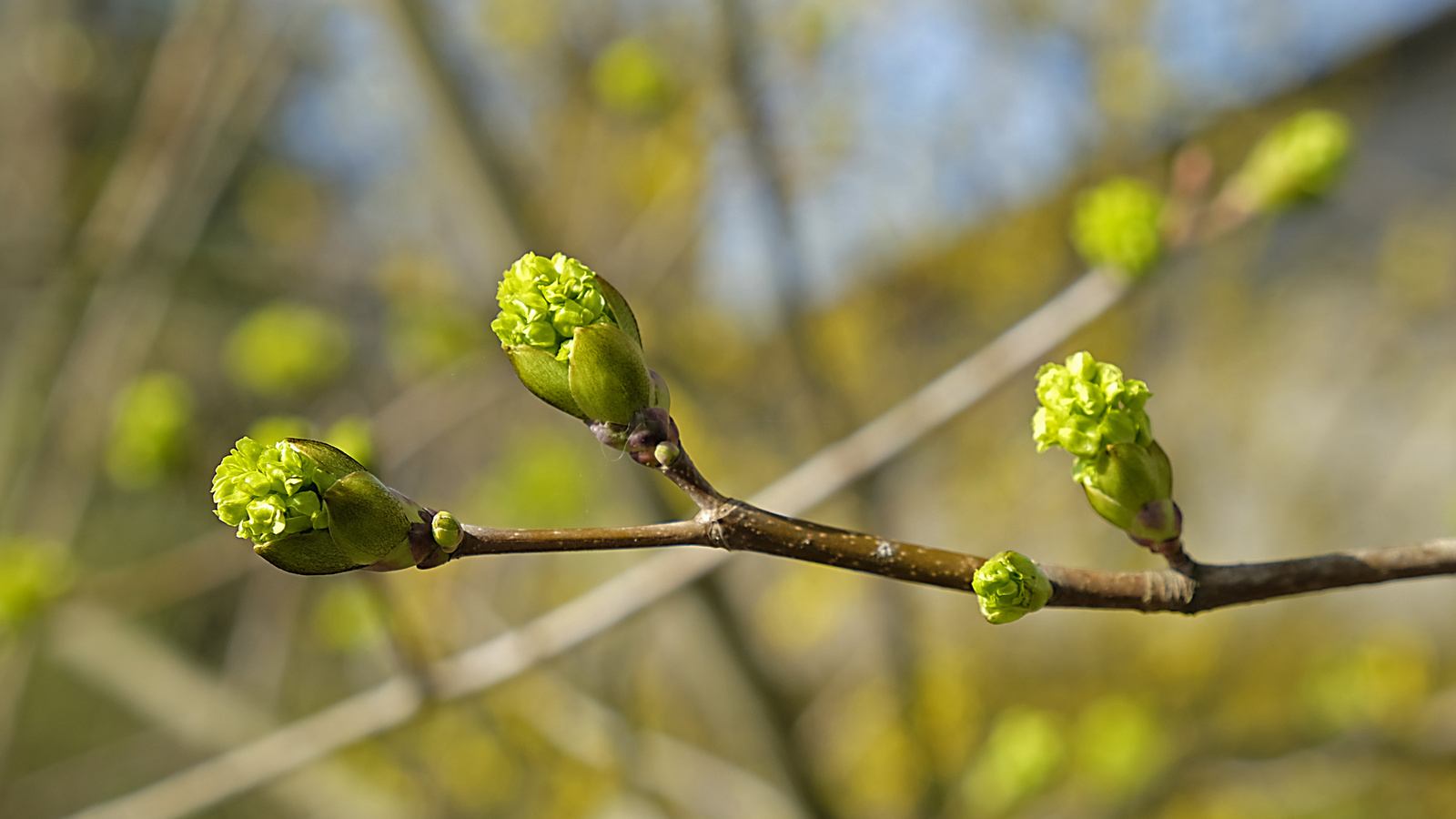 Frühling in der Natur