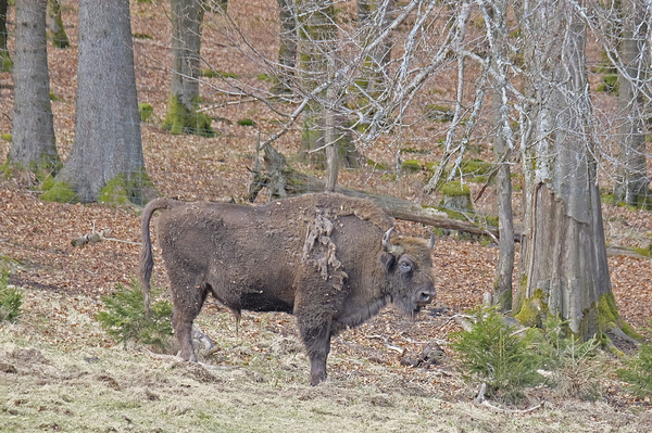 Wisentwelt Rothaargebirge _DSF1938Axxl