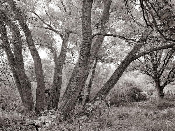 DSCF9918_2_Bildgröße ändern.jpg