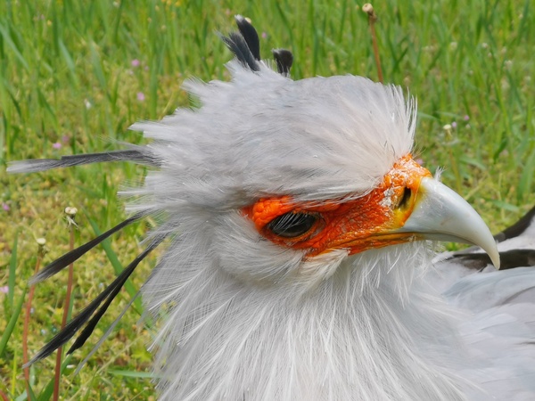 Ein neugieriger Sekretär