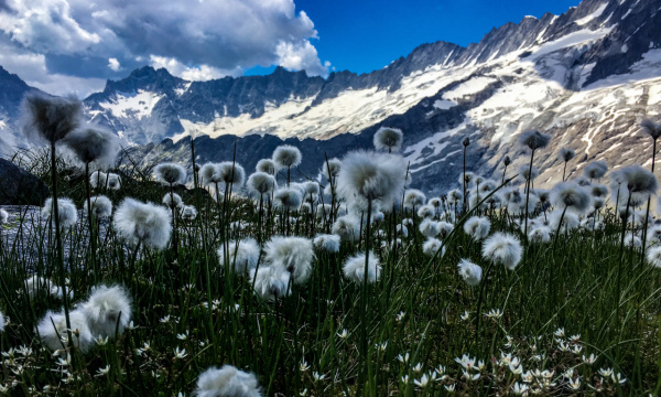 Blumenwiese