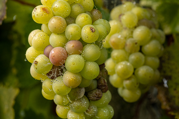 Die letzten Trauben 2021