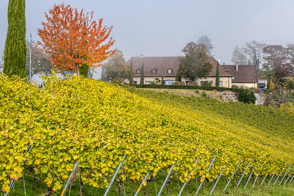 Die Sonne kommt durch
