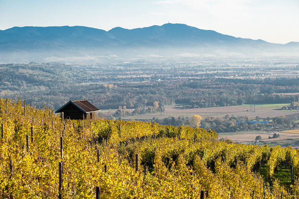 Blick zum Schwarzwald