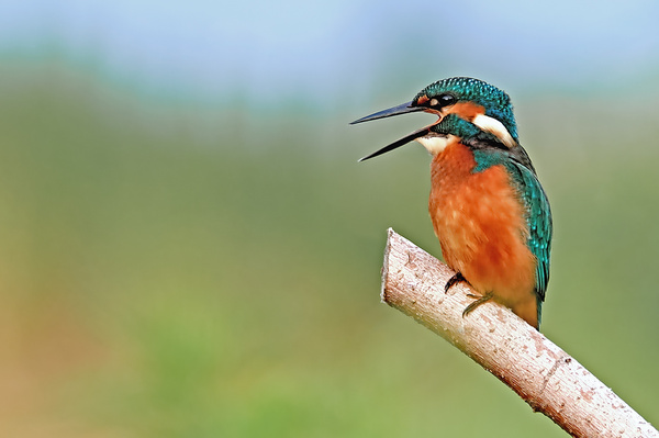 FUTL0343-17.Juli 2021.jpg