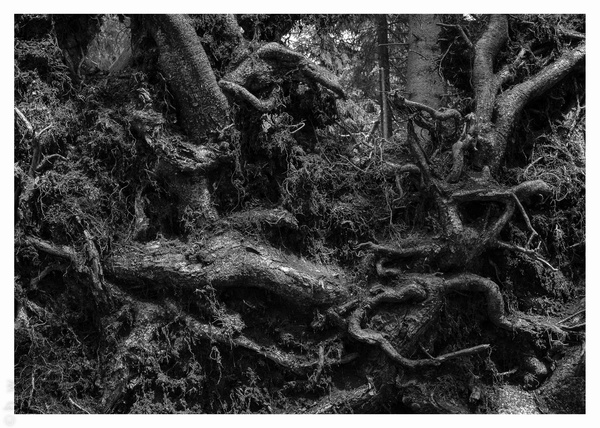 aus der Sicht eines Wurmes.jpg