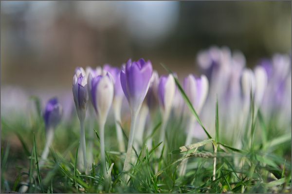 Fujifilm XF33_1.4@f1.4, 30cm