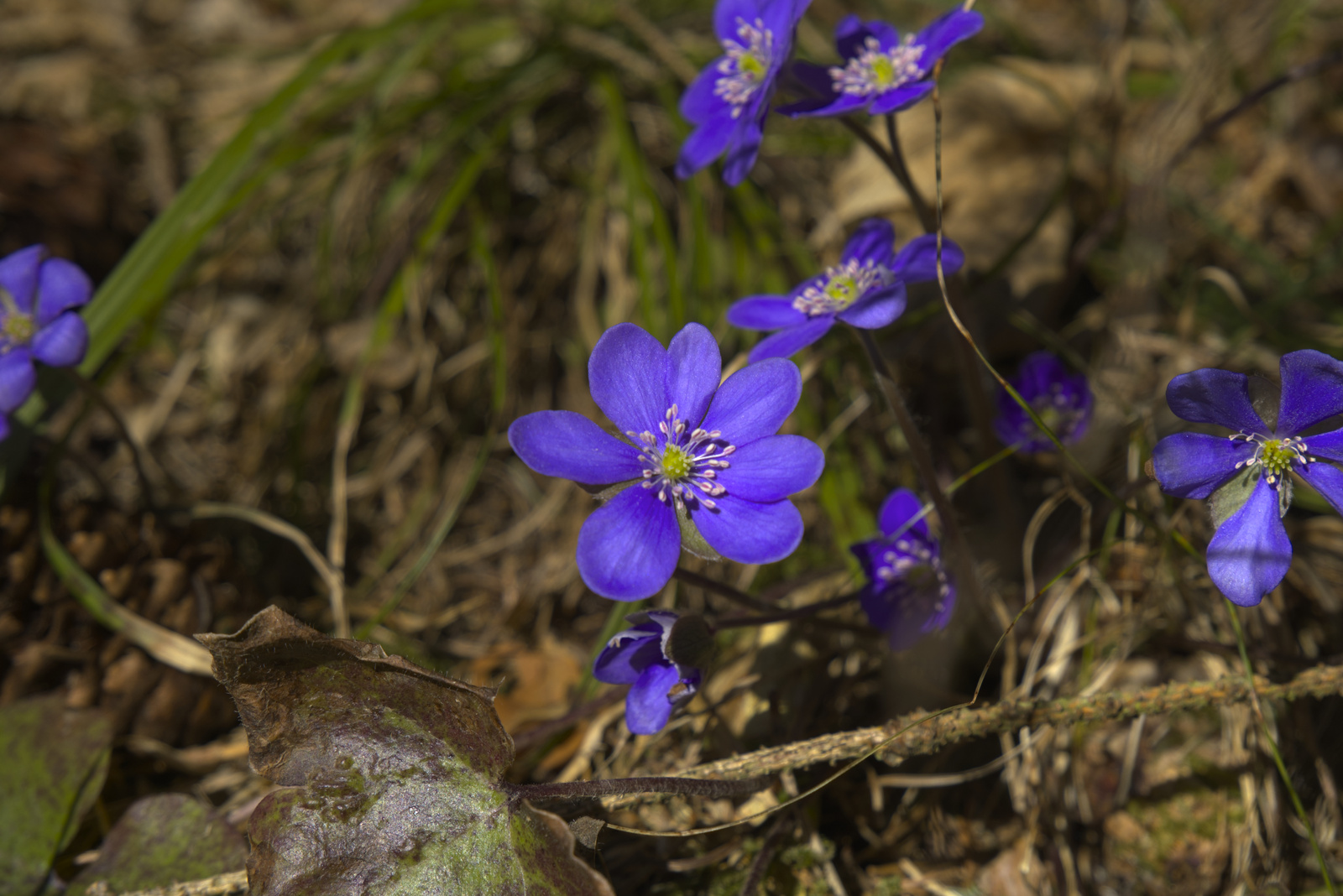 Bilder aus Schwarzau im Gebirge