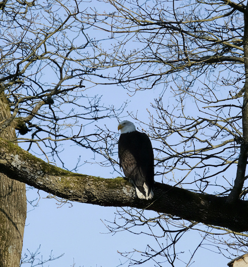 Weisskopf Seeadler.JPG