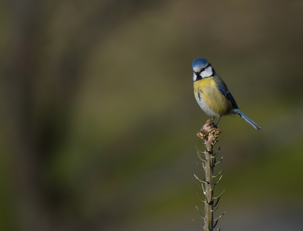 2021-04-27 09-18-34 (2).jpg