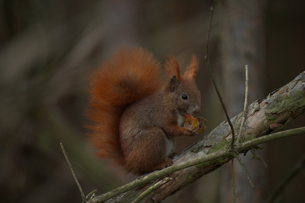 2021-03-12 13-51-01.jpg