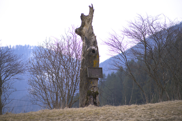 Baumstumpf.jpg