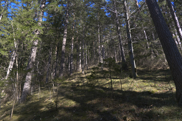 Wald_22_1.jpg