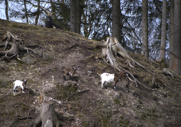 Ziegen1.jpg