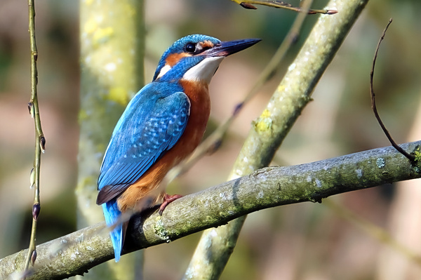 FUJI3358 Mrz 27 2022.jpg