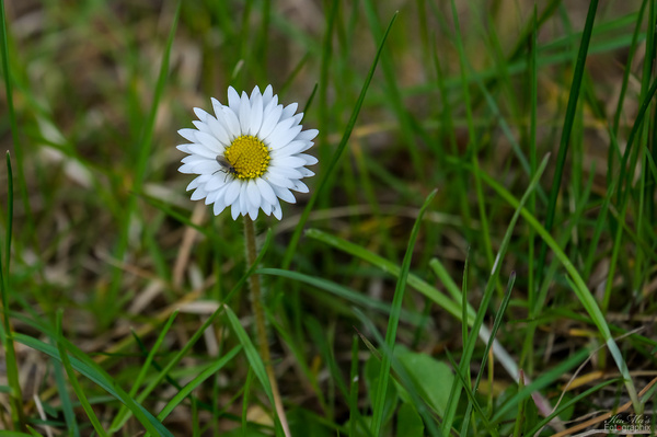 Gänseblümchen mit Besuch