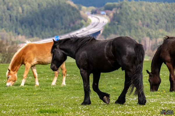 Neulich auf der Koppel