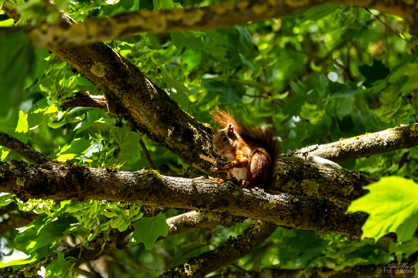 Blick in den Baum