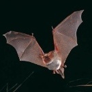 Fledermaus