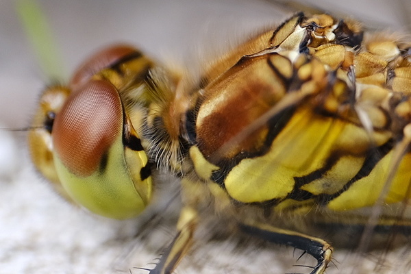 Zeiss TOUIT 50mm.jpeg