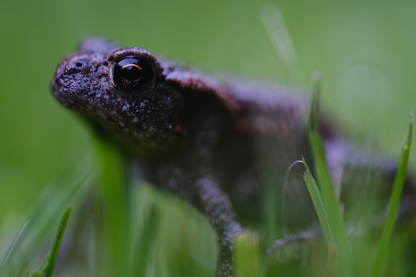 da wäre ich fast drauf getreten ( ca. 2cm).jpeg