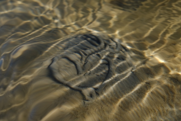 Wattwurm mit Herz.jpeg