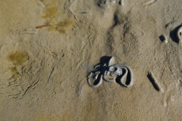 Fahrrad des Wattwurms.jpeg