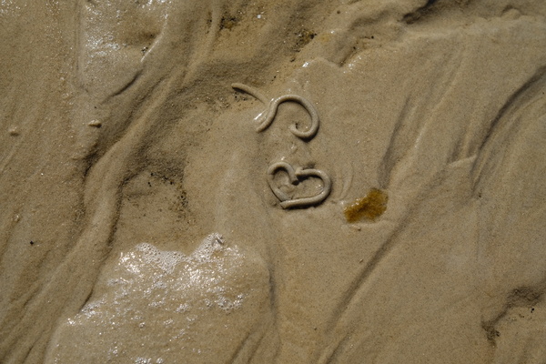 Wattwurm verliebt?.jpeg