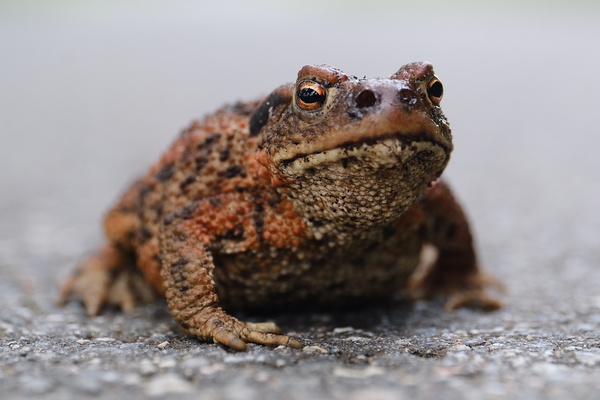 Kröte auf dem Weg nach Stadum.jpeg