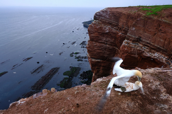 Liebesakt über dem Meer