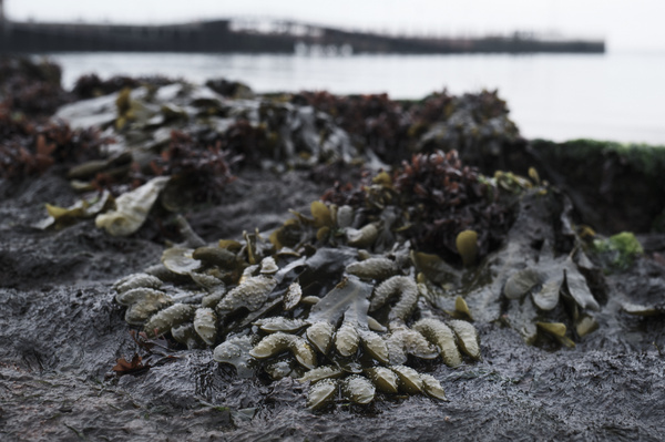 Ebbe am Südstrand