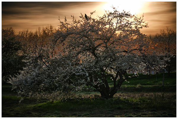 Baum in Abendsonne.jpg