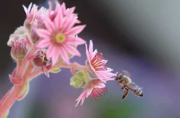 Erste Versuche mit der H2 und dem 17-70
