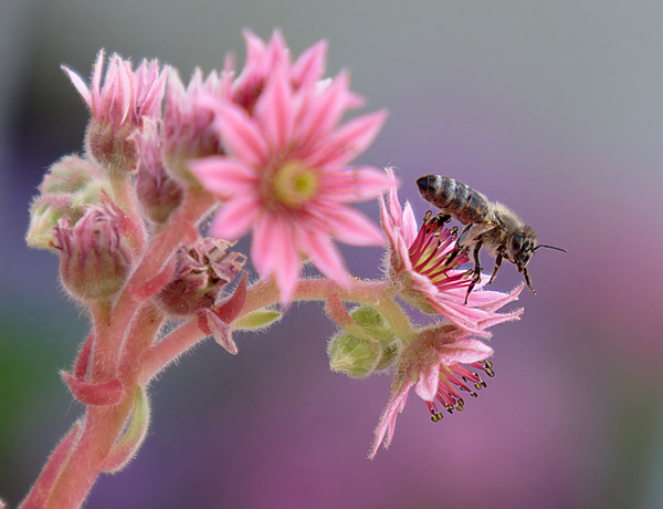 der HAUSWURZ und die BIENE...3