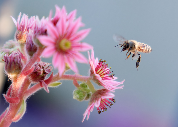 der HAUSWURZ und die BIENE...2