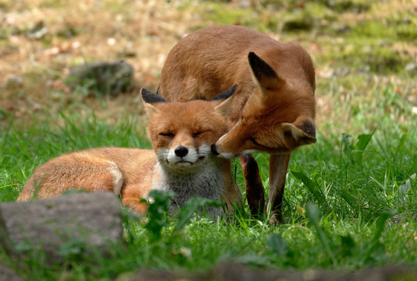 AF Test neues System