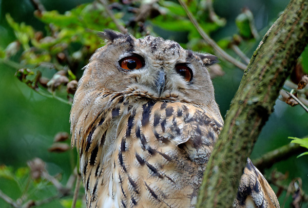 H2 Test 100-400 2 Fach Digitalzoom (1200mm)