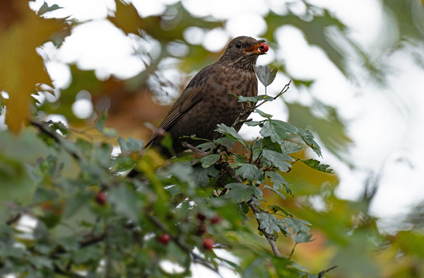 VogelBeere