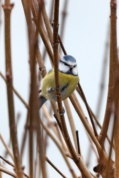 Blaumeise