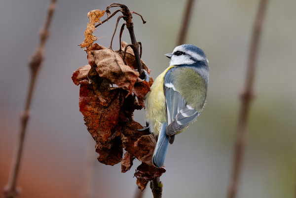 Blaumeise ....