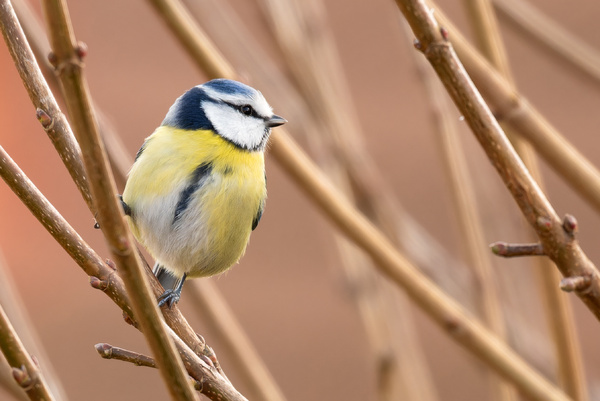Blaumeise