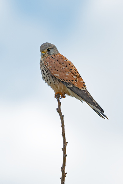 Turmfalke