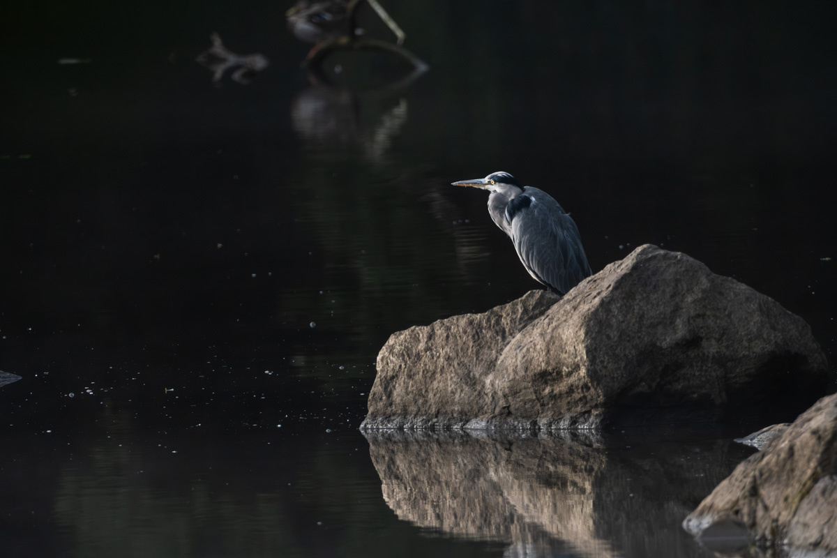 Wildlife