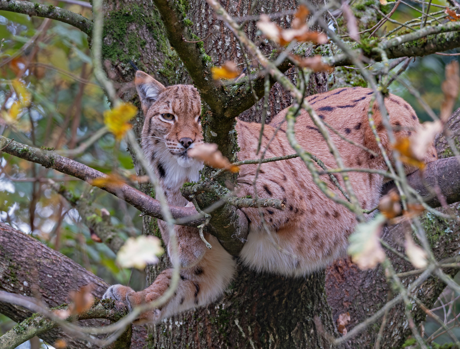 Katzen groß und klein….