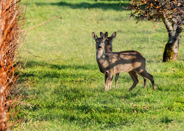 Rehe in den Reben...