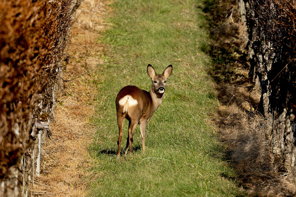 Besucher in den Reben...